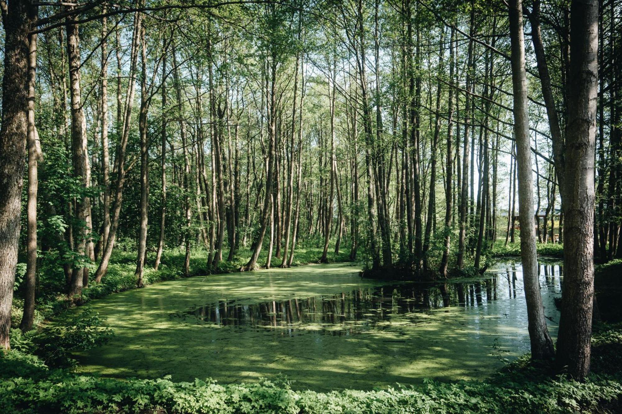 Nemirseta Forest Apartments Παλάγκα Εξωτερικό φωτογραφία